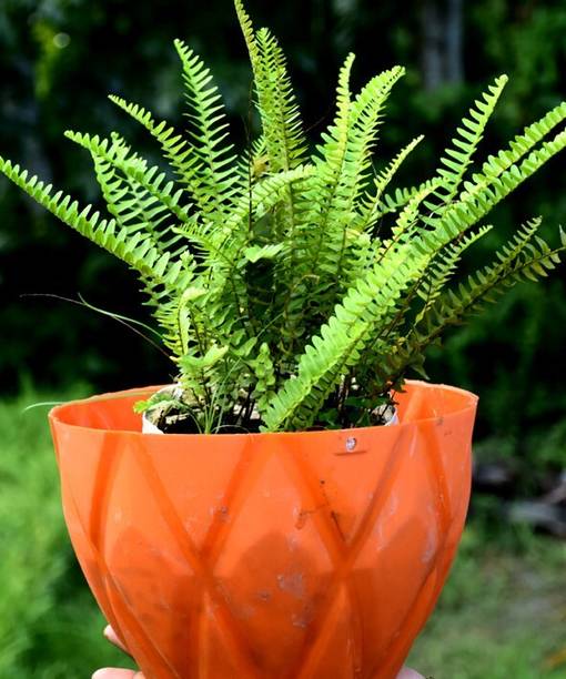 A S enterprize Draffe Plant
