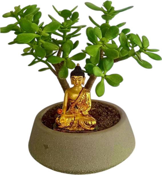 DEY CRAFT Jade Plant
