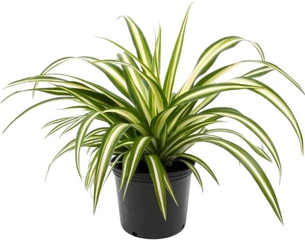 Global Mart Plant Spider Plant