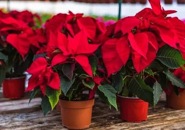 Adrita Poinsettia Plant