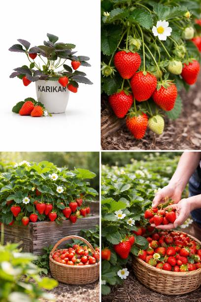 SAWAN ENTERPRISE Strawberry Plant