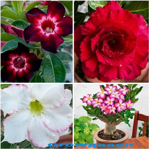 BloomShaow Adenium Plant