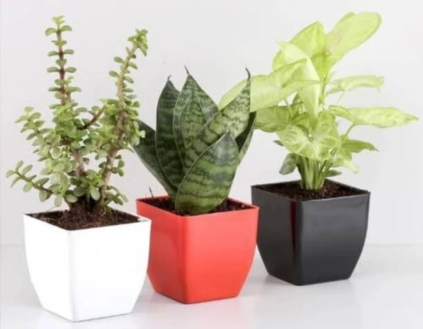 LivePlant Money Plant, Syngonium Plant, Snake Plant