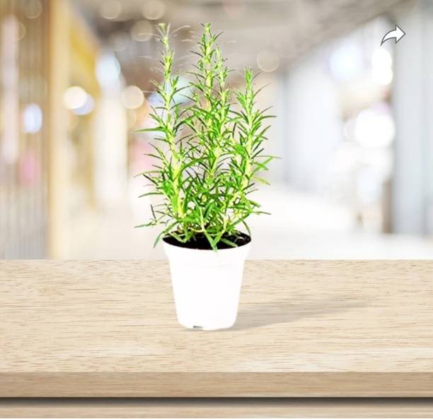 RUPSHASGARDEN Rosemary Plant