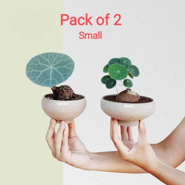 Greengalaxy Stephania Erecta Plant