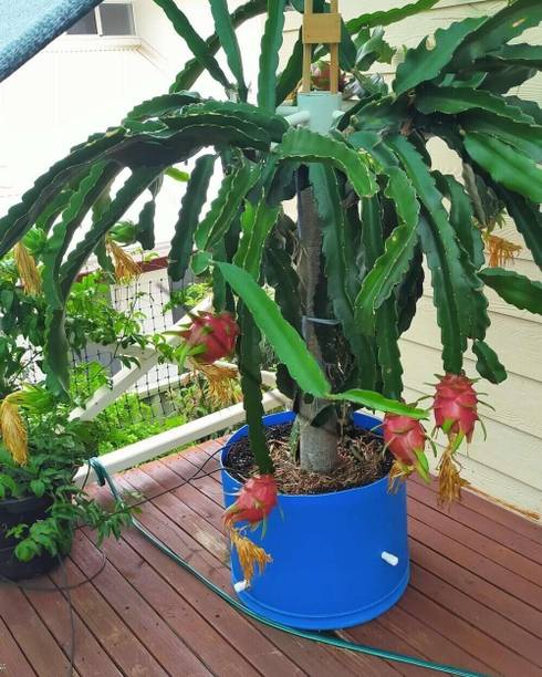 BALA PLANT CREATION Dragon Tree