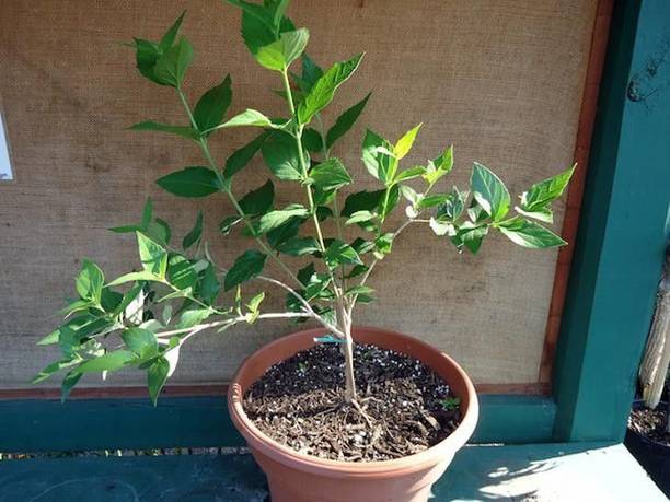 Adrita Jasmine Plant