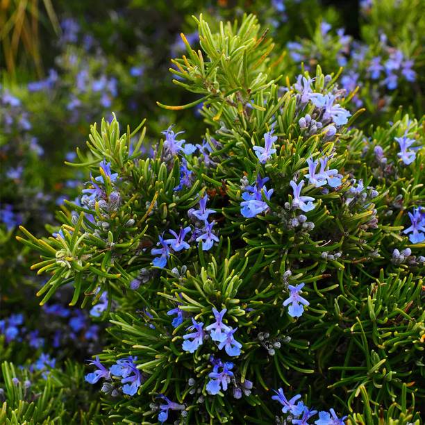 Aestheticplant Rosemary Herb Plant