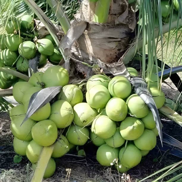 Green view Coconut Plant