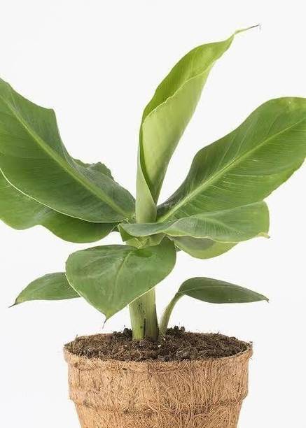 SHREYAGREEN Banana Plant