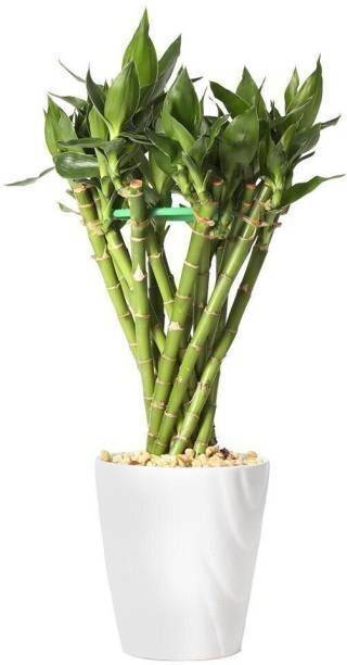 BloomShadow Lucky Bamboo Plant
