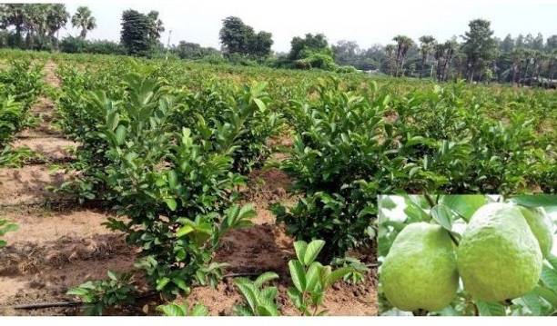 ABEFARIYA Guava Plant