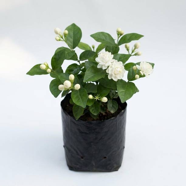 Eco Savers Mogra Flowering Plant