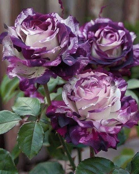 RasmoniGreen Rose Plant