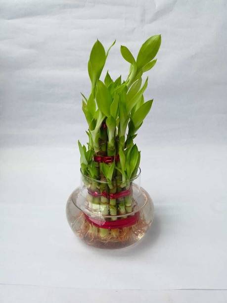 JASSI FLORA Three Layer Bamboo Plant