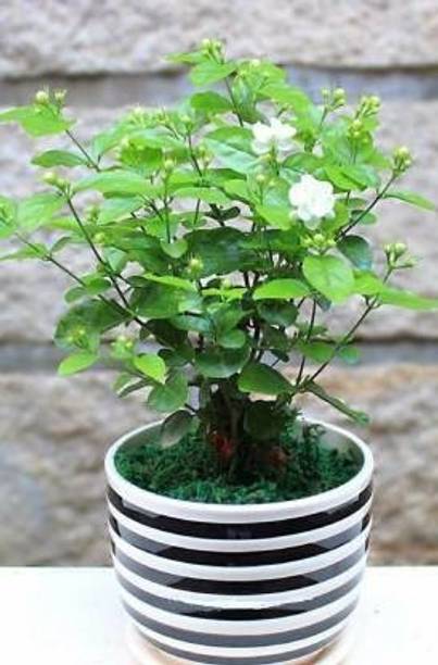 chiku Jasmine Plant