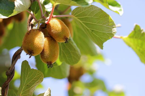 Cloud Farm Kiwi Plant