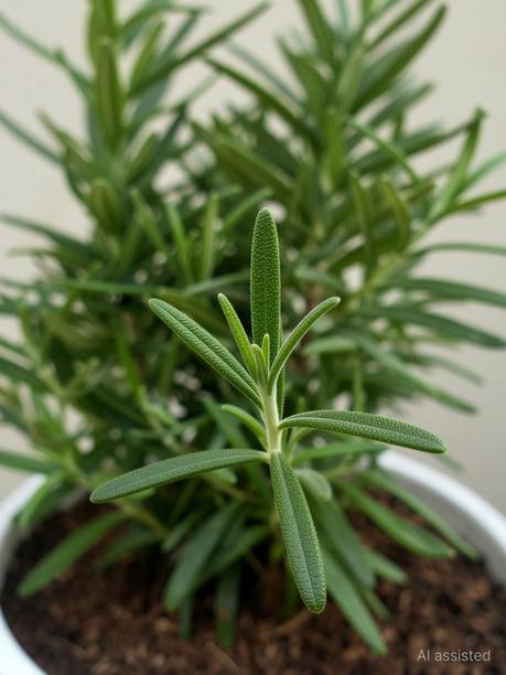 Dutta Rosemary Herb Plant, Rosemary Plant