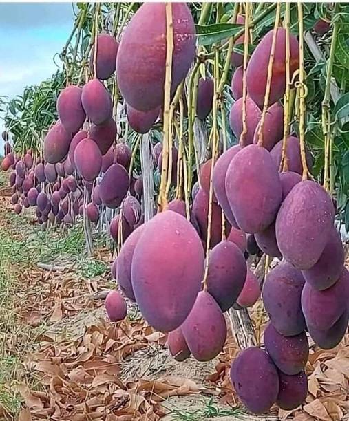Barnaby Mango Plant