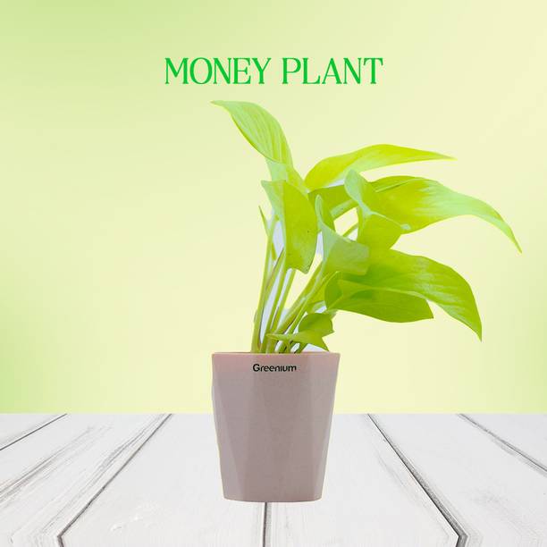 Greenium Money Plant