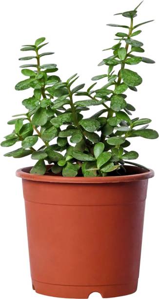 DEY CRAFT Jade Plant