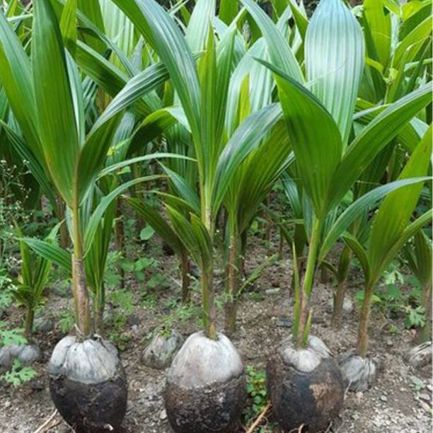 go4plants Coconut Plant