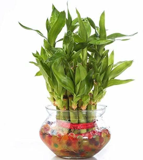 Flora Solutions Two Layer Bamboo Plant
