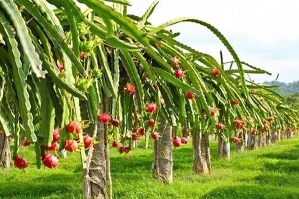 Cloud Farm Dragon Tree