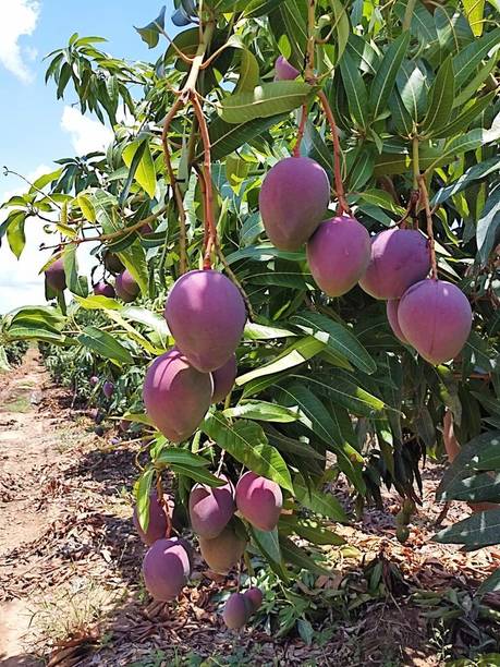 BREEZY BLOOMS Miyazaki Mango plant, Mango Plant