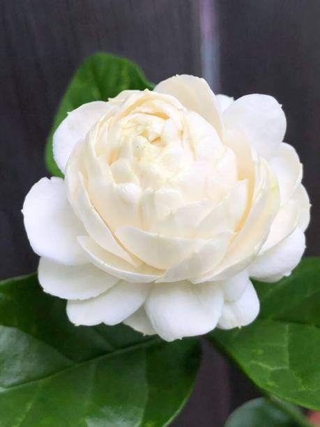 Elanthalir Jasmine Plant