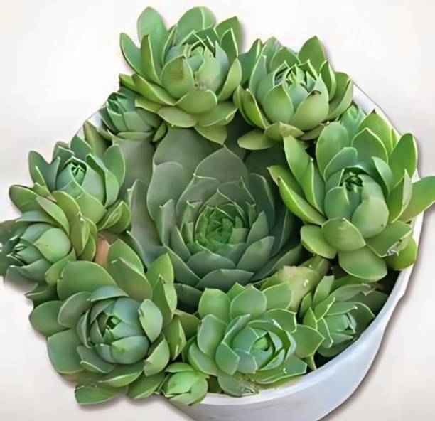 Maharathi Laxmi kamal plant Indian kudzu