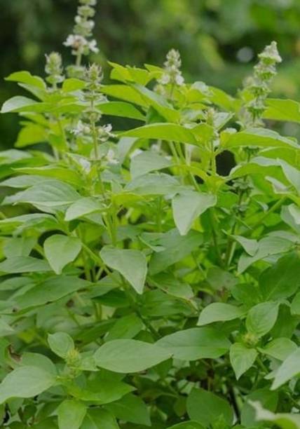 Holy Basil Hoya Kerii Heart Plant