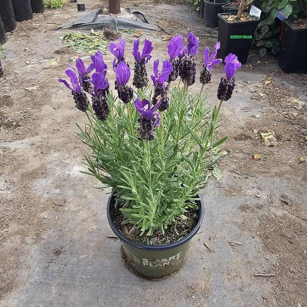 MSPMAKE Oleander Plant