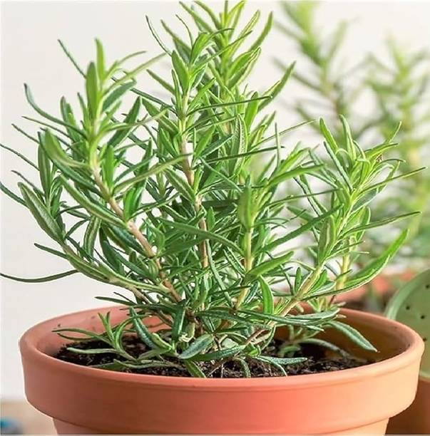 Ridhima Enterprise Rosemary Herb Plant