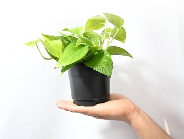 Eco Savers Money Plant