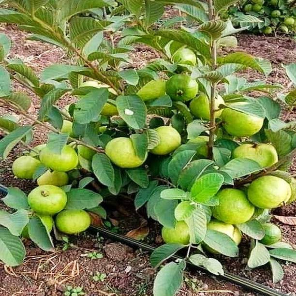 Aziz Gazi Nursery Guava Plant