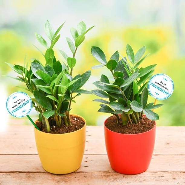 Cloud Farm ZZ Plant