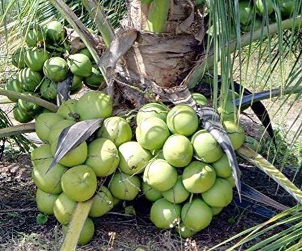 Khushi Prova Coconut Plant