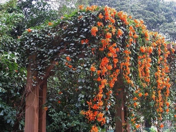 Cloud Farm Begonia Vanusta Plant