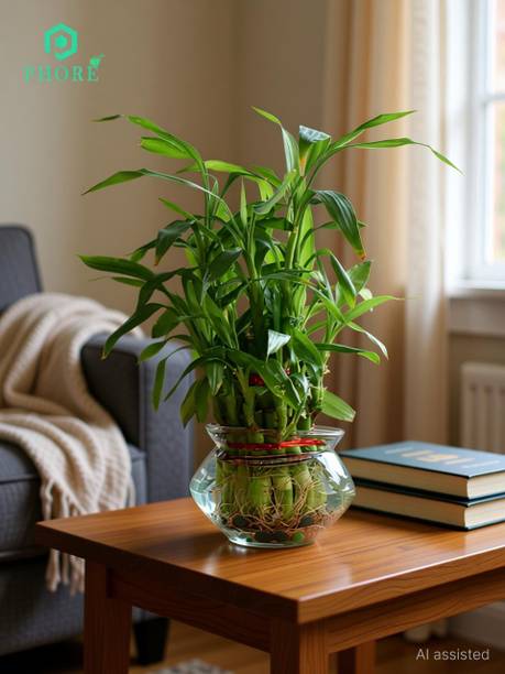 PHORE Two Layer Bamboo Plant