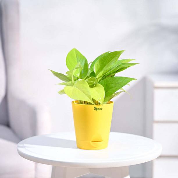 UGAOO Golden Money Plant