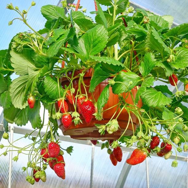 Cloud Farm Strawberry Plant