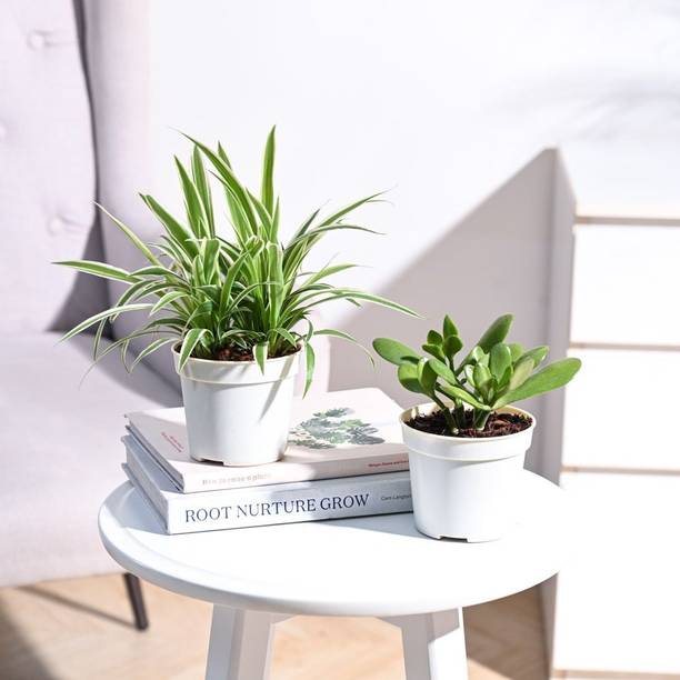 BloomShadow Crassula Ovata Plant, Chlorophytum Spider Plant