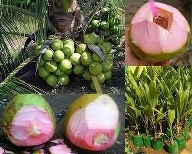 ABEFARIYA Coconut Plant
