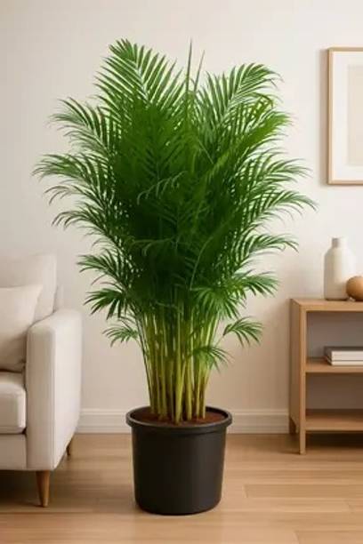 Subhrajit Areca Palm