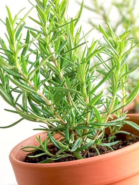 Cloud Farm Rosemary Plant