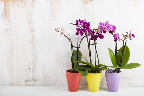 Elanthalir Lily Plant