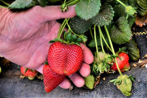 Cloud Farm Strawberry Plant