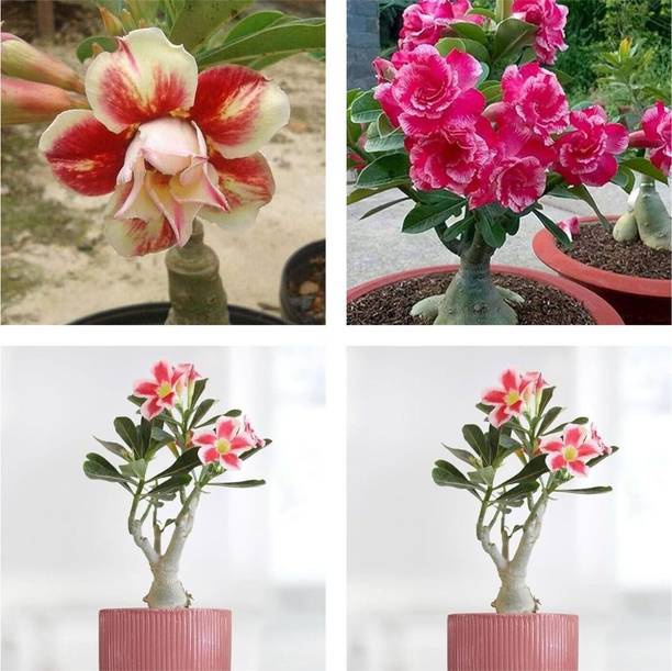 AFARTIOBINA Adenium Plant