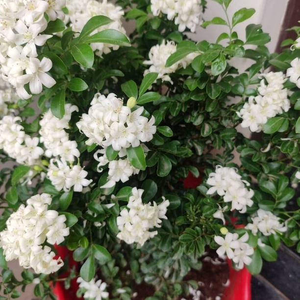 Click to purchase Madhu Kamini Plant